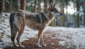 Vom Wolf zum Haushund, eine Erfolgsgeschichte