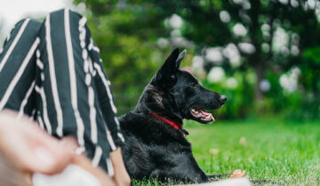 Eine Hundepension, moderner Quatsch oder hilfreiches Angebot? 