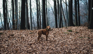 Ist dein Hund entlaufen? Meine 3 Tipps was du tun solltest.